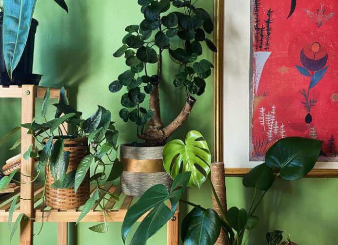 fleuriste pour Westmount